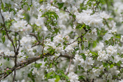 Tableau sur toile Nectarrich apple blossoms implying pollinator habitat and biodiversity, close cl