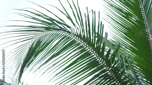 Coconut Palm Leaves Swaying in the Wind Under Clear Sky