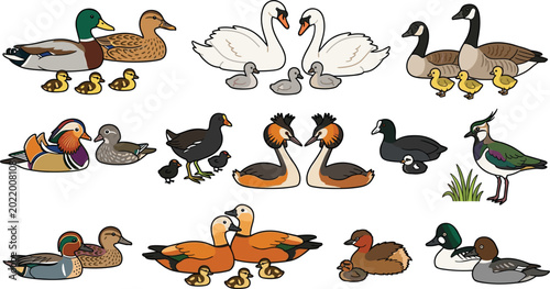 Foto Waterfowl Family Illustration Set Featuring Ducks, Swans, Geese, and Their Duckl