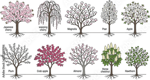 Obraz na płótnie Flowering Tree Species Collection Botanical Diagram Featuring Cherry, Magnolia,