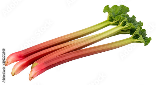 Fresh Rhubarb Stalks Isolated Pink Green Vegetable Harvest