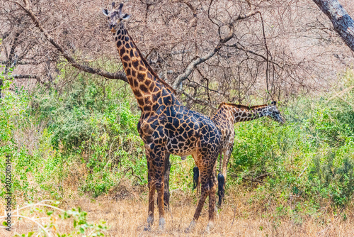 Valokuva Giraffe (camelopardalis) at Lake Manyara national park, Tanzania