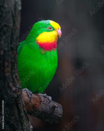 Принти на полотні Superb parrot