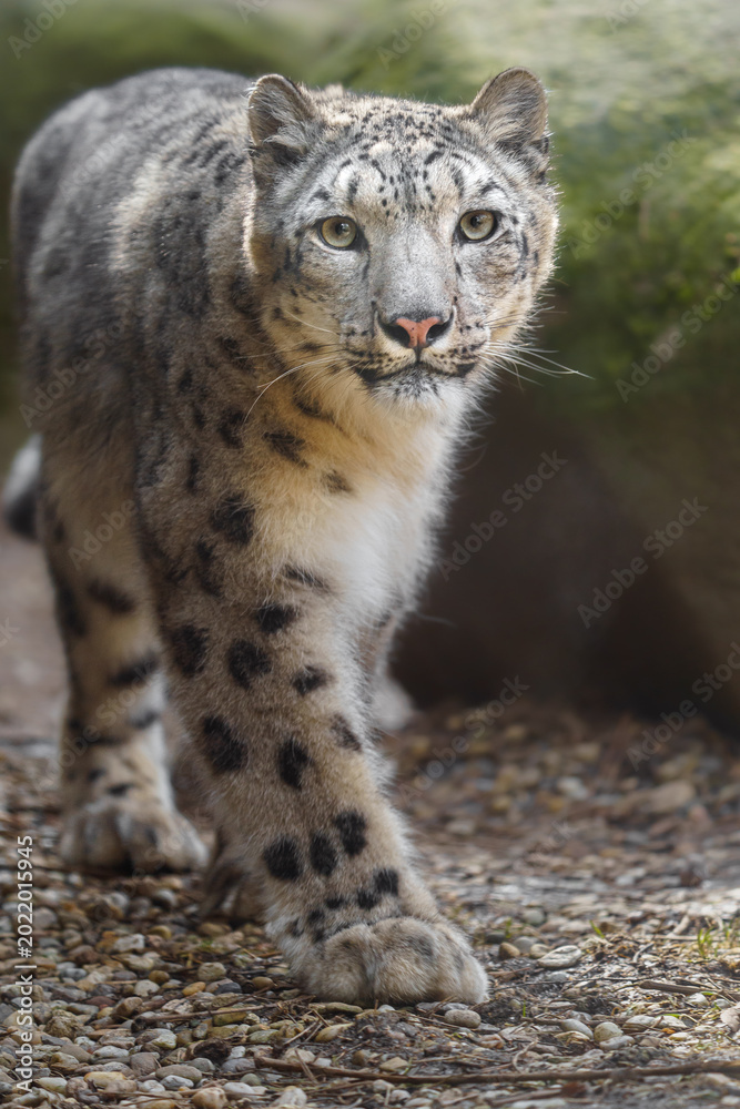 Obraz premium Snow leopard