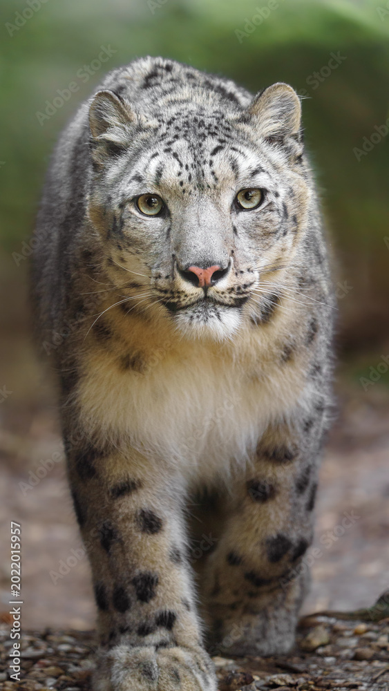 Obraz premium Snow leopard