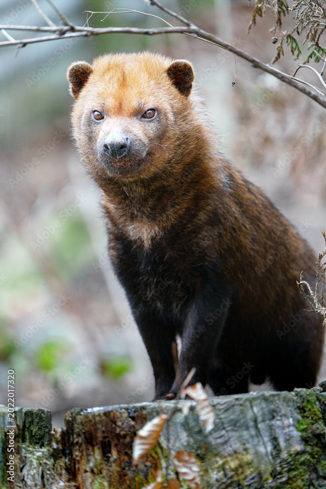 Fototapeta premium Bush dog