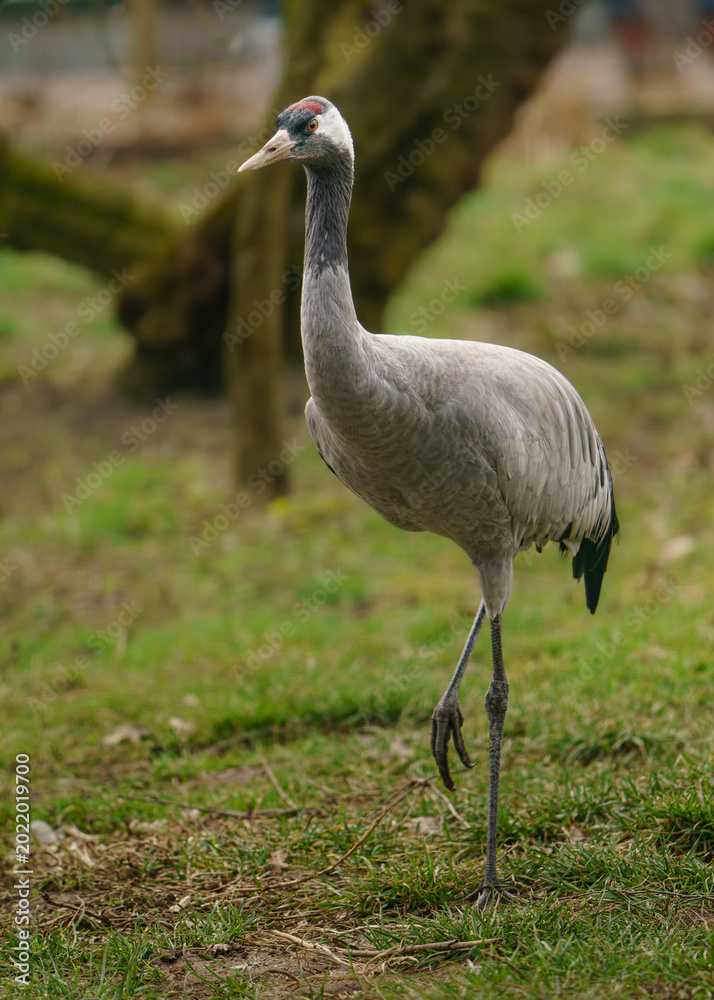 Fototapeta premium Common crane