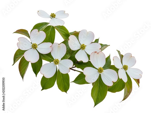 White Dogwood Flowers on Green Leaves Isolated on White