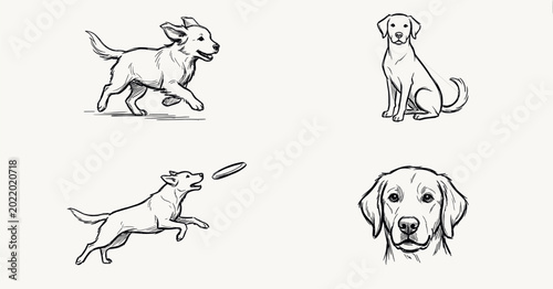 Photos Professional collection of four hand-drawn dog sketch icons featuring a golden retriever running, sitting, fetching a frisbee, and a detailed head portrait