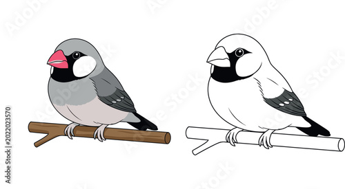 Foto Cute Java Sparrow Bird coloring page