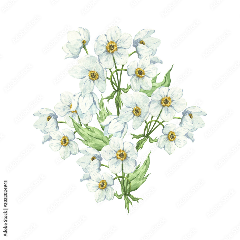 Fototapeta premium A delicate watercolor composition with white anemones