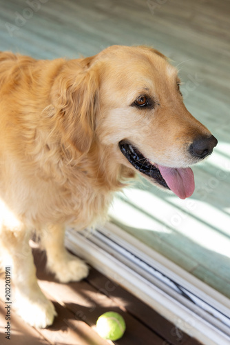 Golden retriever is standing on doorway threshold with mouth open and tennis ball nearby