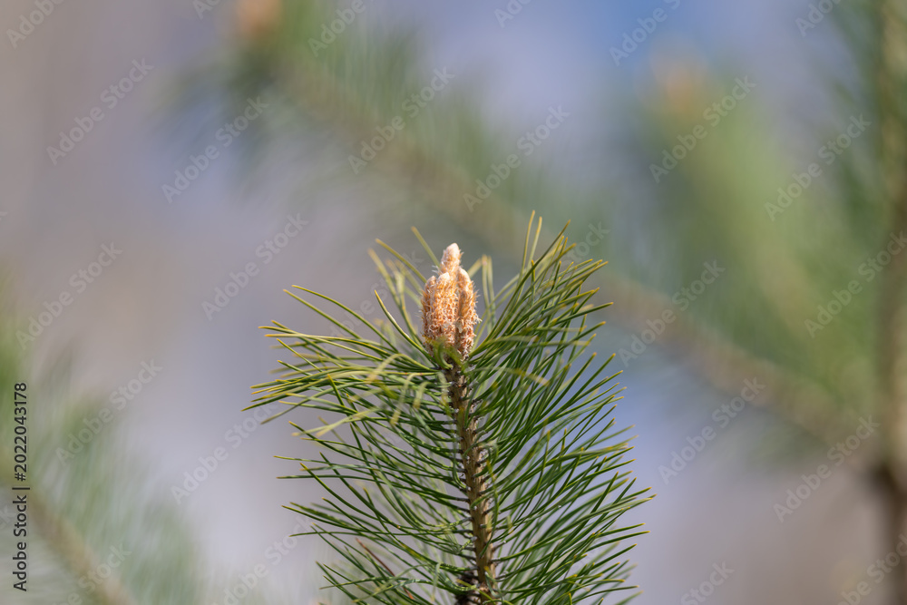 Fototapeta premium Single pine tip in sharp focus with blurred sky background, pollen grains visible against soft tones, intimate close detail, clean composition for editorial and commercial use