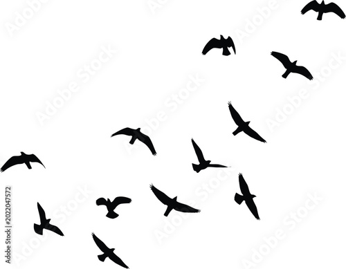 Tableau sur toile Black Birds Flying in Flock Isolated on White Background