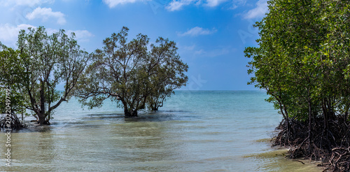Φωτογραφία Edge of the mangrove forest at high tide, at Railay Beach, in Krabi, southern Thailand
