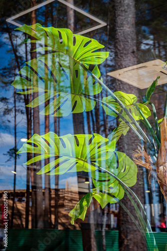Foto Vibrant green monstera leaves reflect the serene forest landscape on a sunny day