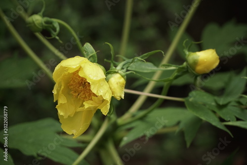 One yellow flower of peony and background with green leaves and twisted branches with buds