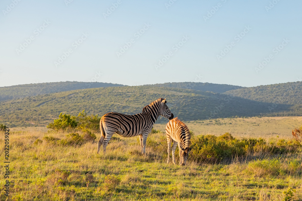 Obraz premium Zebra in Addo Elephant Safari Park