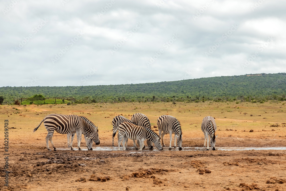 Obraz premium Zebra in Addo Elephant Safari Park
