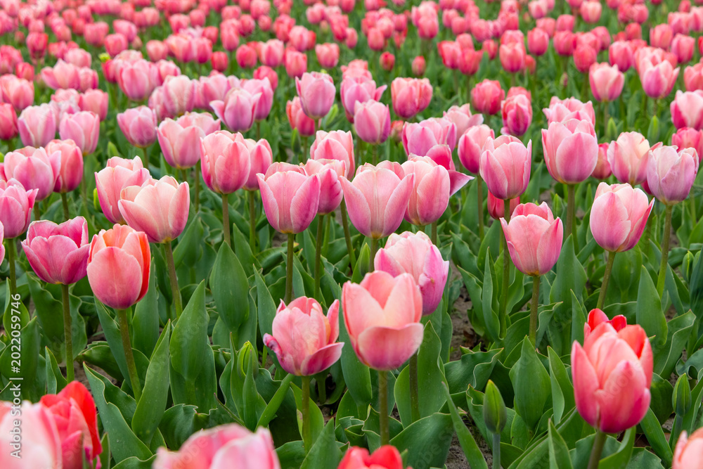 Fototapeta premium Colorful field of blooming pink tulips swaying gently under the warm spring sun in a vibrant garden setting