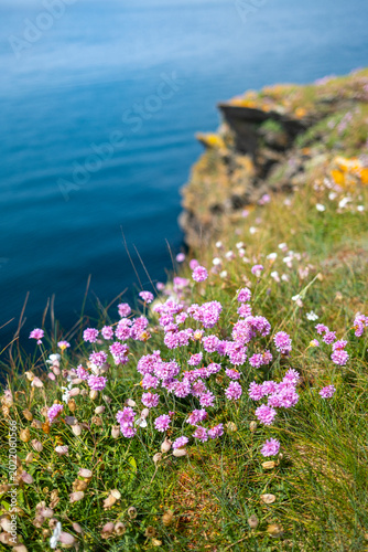 Bild auf Leinwand Petite fleurs roses sur les falaises de Bretagne en France.