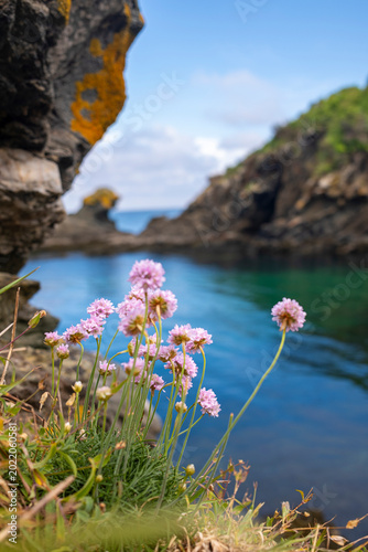 Fotografie Petite fleurs roses sur les falaises de Bretagne en France.