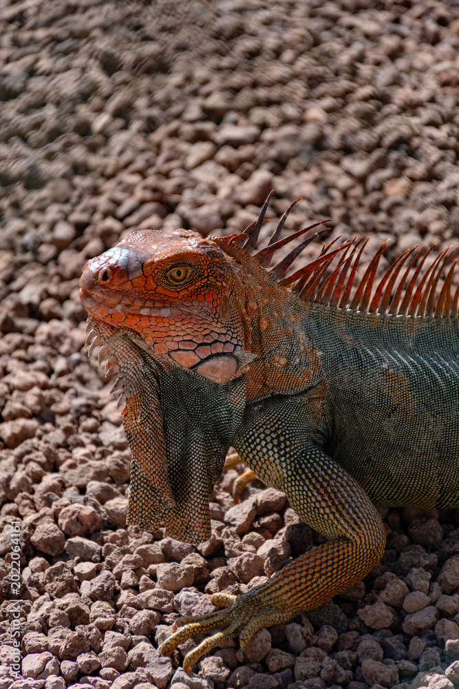 Fototapeta premium Iguana Verde