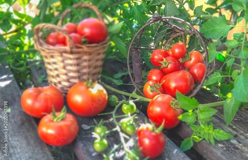 closeup on freshly harvested tomatoes in a small wicker basket and on a plank...