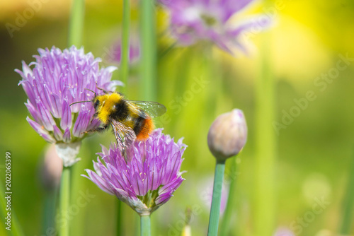 close-up of a bumble bee collecting pollen in a chive flower on green blurred...