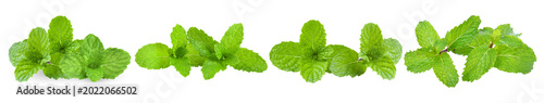 Photos A refreshing collection of fresh green mint leaves in various arrangements