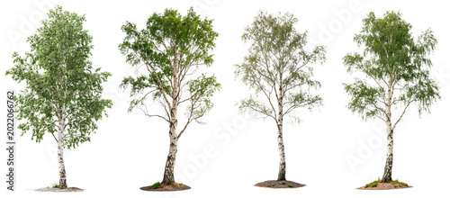 Valokuva A diverse collection of four tall poplar trees showcasing different foliage densities