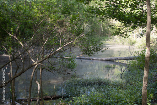 A small pond in the woods on a spring day