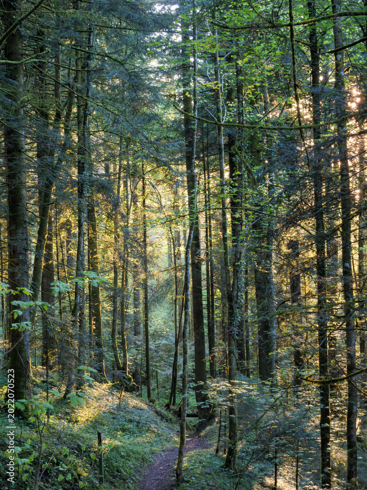 Obraz premium Forest Path In Chartreuse Woodland With Soft Evening Light