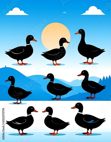 Black ducks in natural outdoor setting.