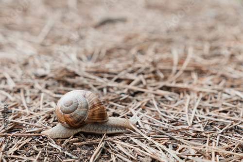 Foto Snail gastropod crawling across dry pine needles and debris on forest ground, re