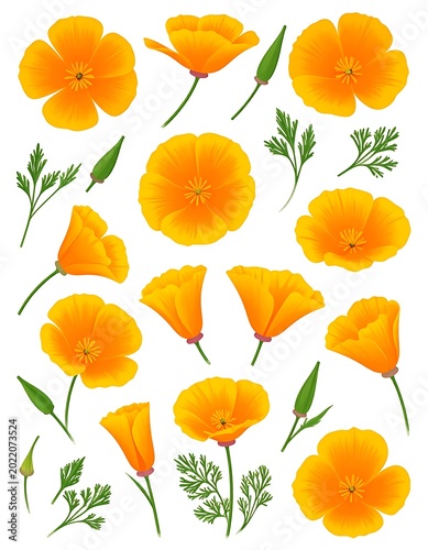 Vibrant California Poppy Flowers Isolated White.