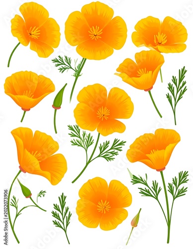 Vibrant Orange California Poppy Flowers Isolated.