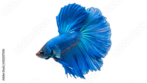 фотографія Beautiful bright blue Siamese fighting fish or betta splendens swimming with lon