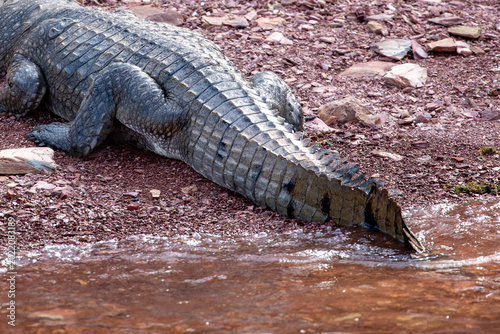A Freshwater Crocodile (Crocodylus johnstoni) basking in the sun. Western Australia.	