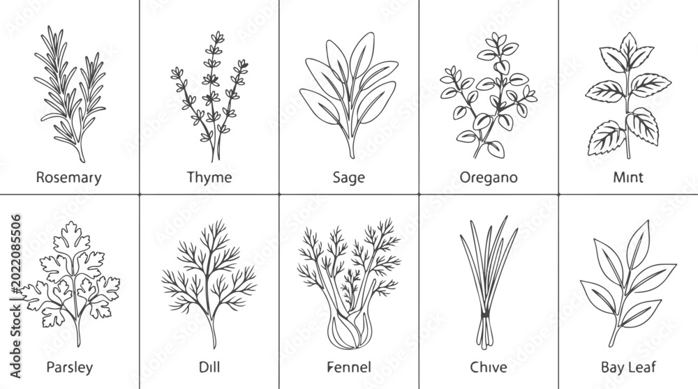 Fototapeta premium Collection of various fresh culinary herbs and spices drawn with clean thin line art style.