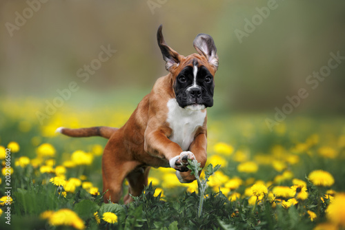 funny boxer puppy running in a dandelions field in summer