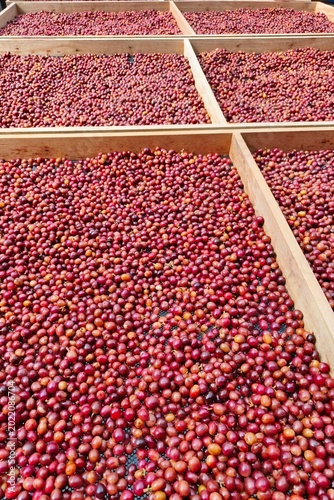 Coffee beans drying in the sun