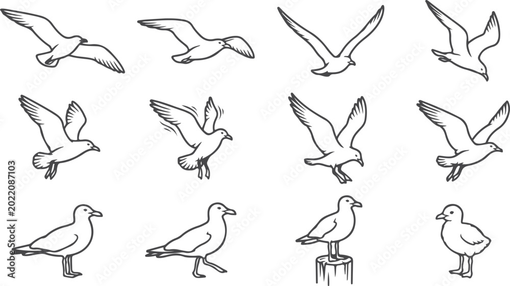 Fototapeta premium Set of 12 line art seagull flying and standing poses, different wing positions, isolated bird illustrations, avian wildlife.