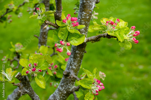 Canvastavla Young shoots of a cultivated apple tree (Malus domestica) in the red-bud stage
