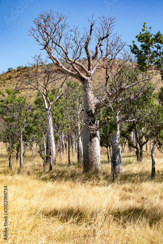 Boab trees, Kimberley, West Australia, Australia.	