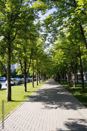 Vertical perspective of a clean paved walkway surrounded by tall green trees and shadows in a peaceful urban park during summer.