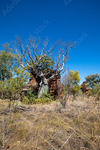 Boab trees, Kimberley, West Australia, Australia.	