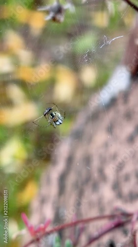 Spider catching trapped Ant insect on his web in wild ecosystem, animal wildlife 4k vertical