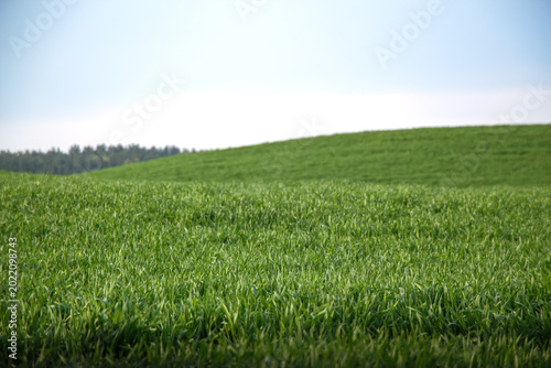Bild auf Leinwand Serene landscape with rolling green hill and blue sky