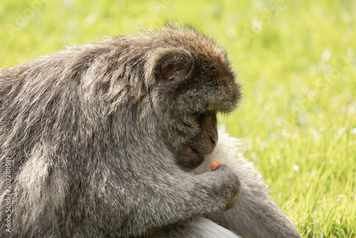 Photos Close up portrait of an adult Barbary macaque Macaca Sylvanus